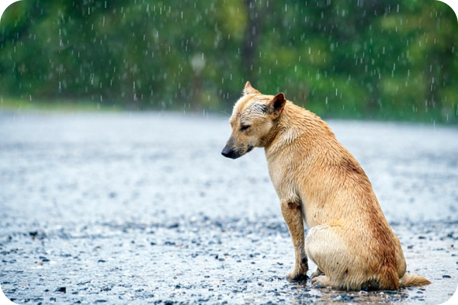 Cachorro Abandonado