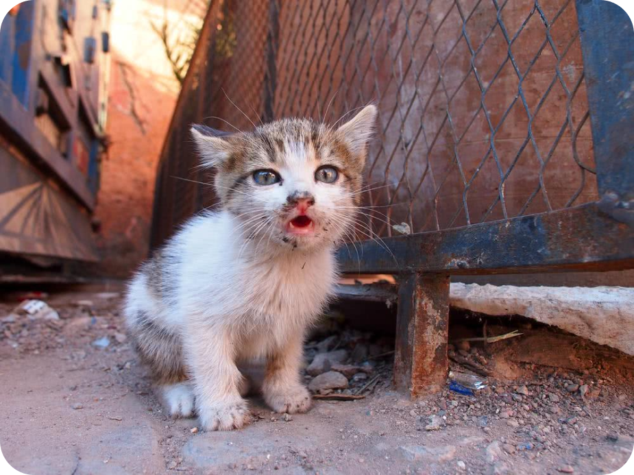 Gato Abandonado